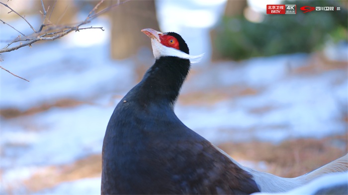 国家一级保护动物 褐马鸡.jpg